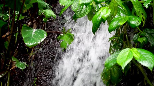 Closeup of a mini waterfall or fast flowing water in a dense rainforest. Clear white water cascades over rocks or dark soil, framed by wet, glistening tropical green leaves in the foreground.