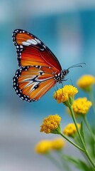 Obraz premium Monarch Butterfly Perched on Yellow Flower in Nature