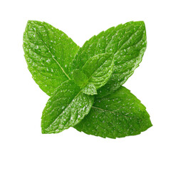 Fresh mint leaves on transparent background, showcasing vibrant green color, crisp texture, and natural moisture. Perfect for food design, herbal packaging, beverages, and organic product branding.