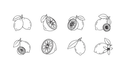 Hand drawn sketch collection of fresh citrus fruits lemons and limes with leaves vector