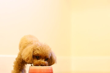 ご飯を一心不乱に食べているトイ・プードル