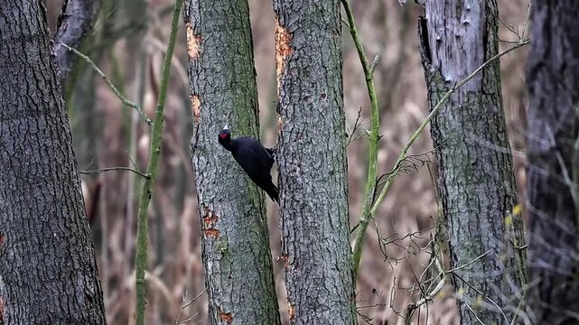 A black woodpecker with a bright red crest pecks a tree trunk between two trees, leaving visible marks and scattered bark pieces.