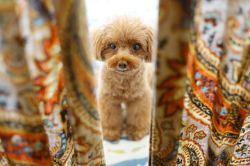 カーテンの向こうでお座りするトイ・プードル