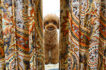 カーテンの向こうでお座りするトイ・プードル