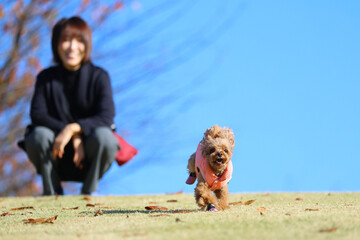 Fototapeta premium ドッグランで飼い主の元から猛ダッシュで走るトイ・プードル