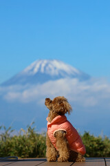 富士山とトイ・プードル