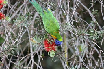 Rainbow Lorikeet (Trichoglossus moluccanus), Queensland, Australia