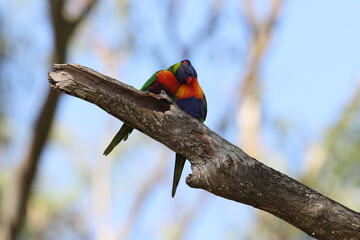Rainbow Lorikeet (Trichoglossus moluccanus), Queensland, Australia