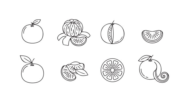 Hand drawn line art citrus fruit elements whole and sliced oranges tangerines and mandarins vector