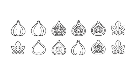 Hand drawn sketch collection of fresh figs whole and halved with leaves vector