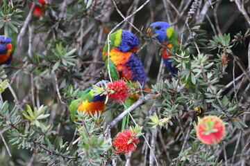 Rainbow Lorikeet (Trichoglossus moluccanus), Queensland, Australia
