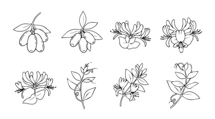 Collection of delicate botanical line drawings of flowers and leaves botanical art botanical study vector