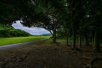Fototapeta premium 木陰のトンネルを抜ける石垣島の静かな田舎道の風景