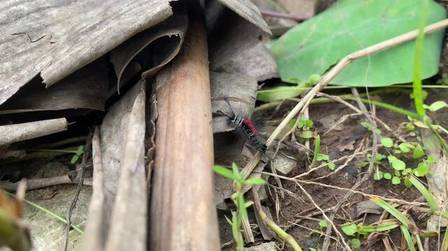 Insect crawling under leaves and wood