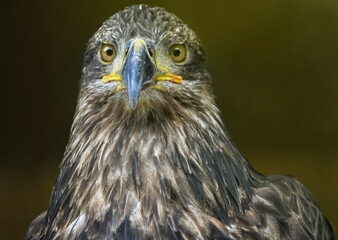 A close up of a watching Golden Eagle