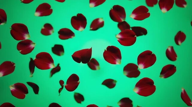 seamless pattern with red flowers