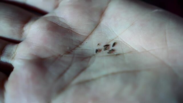 Close-up of small head lice in the hand