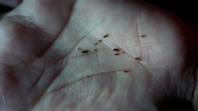 Close-up of small head lice in the hand