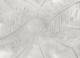 Bird feathers background toned in trending color of the year 2026 cloud dancer, tenderness and softness concept, selective focus