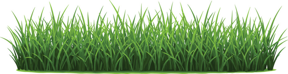 Realistic green grass field isolated on white background, summer lawn, natural meadow plants, fresh landscape element, eco environment texture, cad drawing flat vector illustration