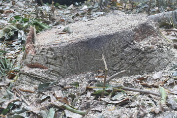 timber and wood cutting on ground deforestation problem of the world 