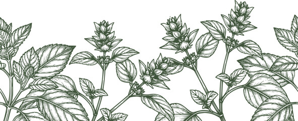 Sprigs of oregano and lemon balm, black and white sketch. Vector illustration. Set of kitchen herbs and spices, seamless border pattern isolated on a white background29