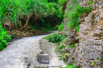  熱帯植物に囲まれた細い道が続く石垣島の自然の風景