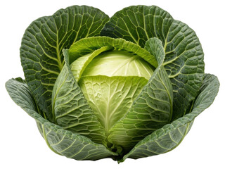 Obraz premium A close-up of a head of cabbage with large, green leaves, cabbage, close-up, green, head, lettuce 
