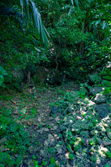  南国の自然に包まれた石垣島の宇根井戸の幻想的な風景