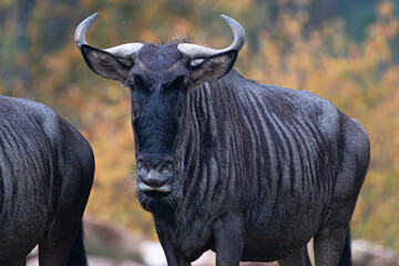 Portrait of a Blue Wildebeest, also known as Gnu, looking directly at the camera.