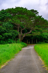  梅雨の石垣島でしっとりと輝く緑の森の風景