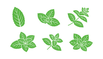 Peppermint Leaves. Fresh Mint Leaf Collection. Healing Plants and Flavorful Herbs. Green Vector Art

