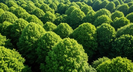 Lush Green Forest Canopy From Above