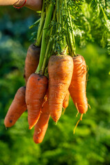 Carrot harvest in the garden. Selective focus.
