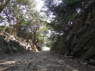 Abandoned Brick Fortifications and Tunnels on Tomogashima Island, Wakayama, Japan, Historic Coastal Defense Ruins Surrounded by Nature