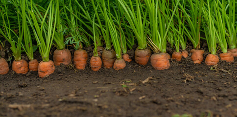 Carrot harvest in the garden. Selective focus.