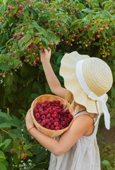 A child with a raspberry harvest in the garden. Selective focus. © yanadjan