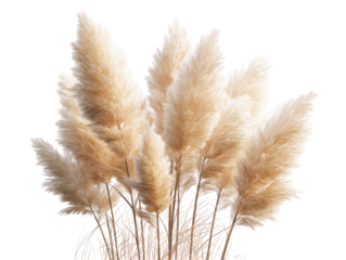 Group of Fluffy Beige Pampas Grass Plumes on transparent background
