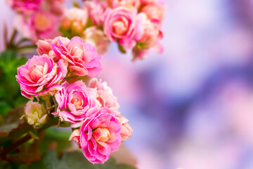 kalanchoe flowers - close up