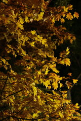 深夜の公園で見かけた、街灯に照らされるカエデの葉