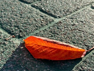 autumn leaf on the ground