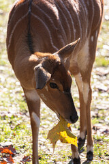 Young Nyala eating a large yellow leaf in the forest.