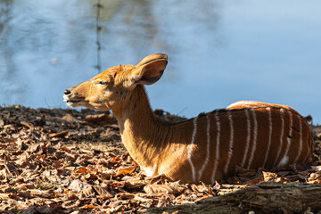 Female Nyala antelope with orange fur and white stripes.