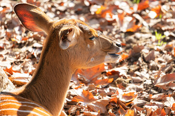 Orange antelope with white stripes standing in the nature, sunny day.