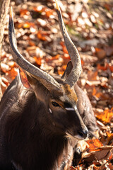 Close-up of Tragelaphus angasii antelope head in autumn light.