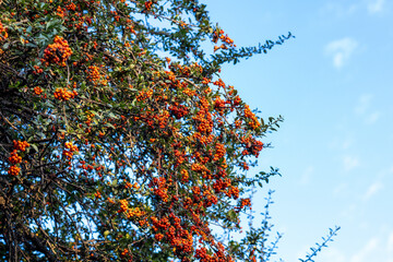 Close-Up of Kokina Christmas Plant Tree in a Garden at Noon
