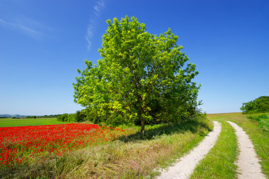 Poppies fields in the hiil of Follainville-Dennemont village.   French Vexin Regional Nature Park.  