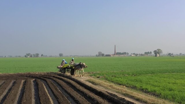 indian farmer working on bullock cart on wheat agriculture field 