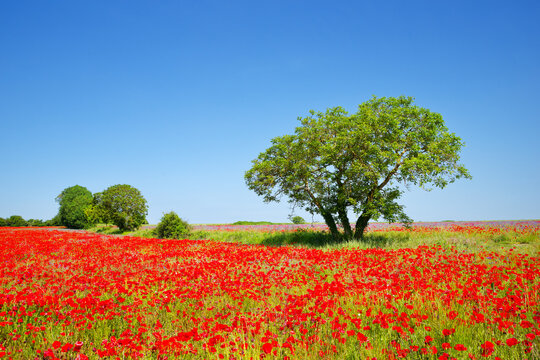 Poppies fields in the hiil of Follainville-Dennemont village.   French Vexin Regional Nature Park.  