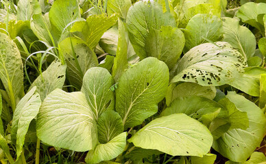 Close-up of green vegetable leaves with visible pest damage and holes. Organic garden foliage showing insect-eaten texture and natural plant imperfections